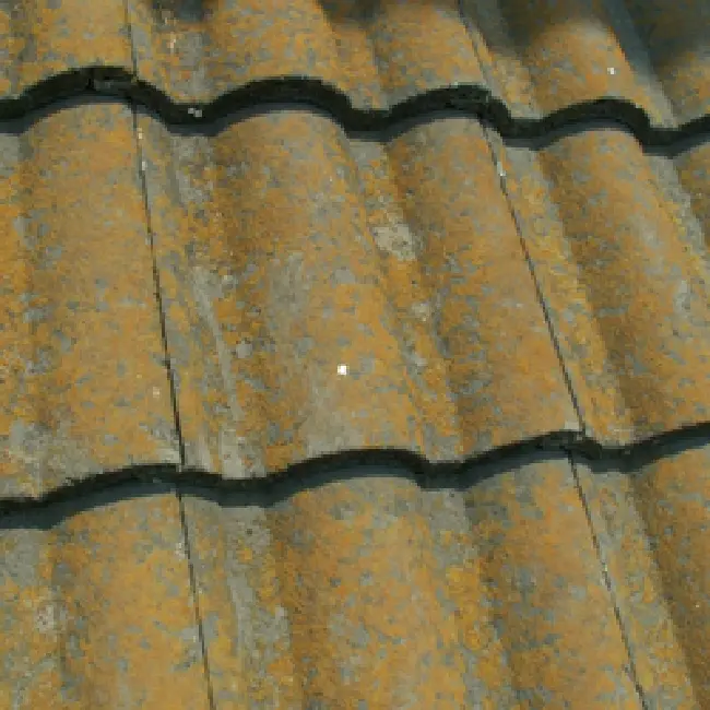 イメージ画像 苔